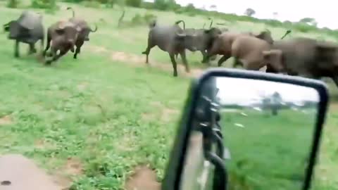 Wild animals