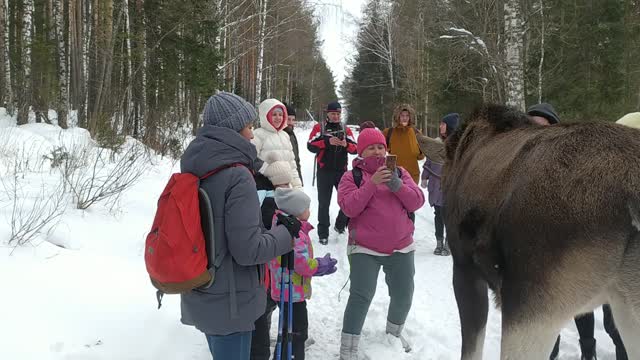 Moose Attacks Tourists at Russian National Park