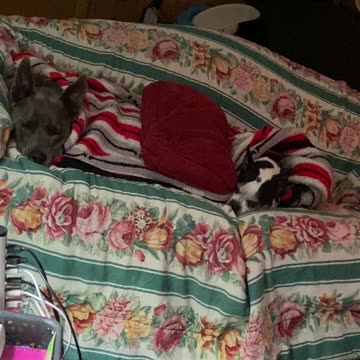 Dog fighting to stay awake