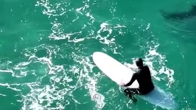 Surfing with Dolphins