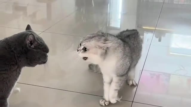 Cat fighting 😂😂