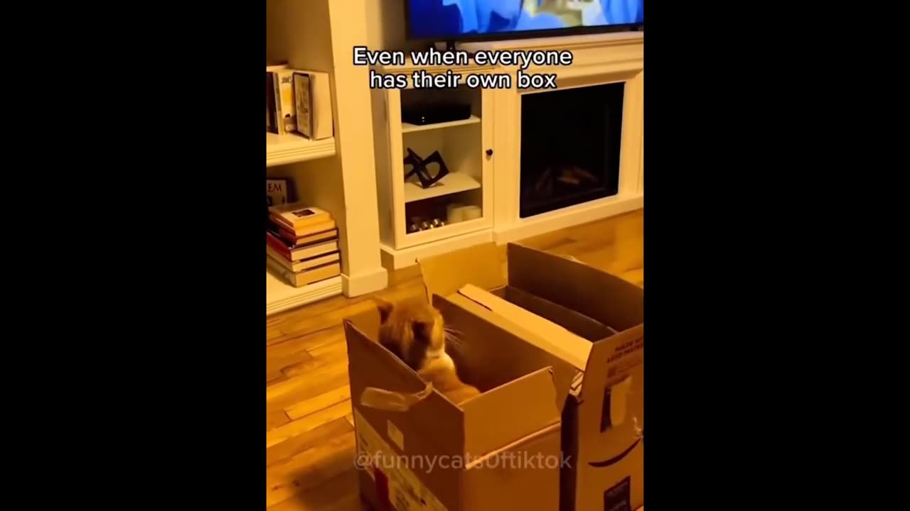 FUNNY ANIMAL VIDEO