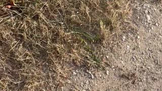 Dog Runs Around Corner and Into a Ditch