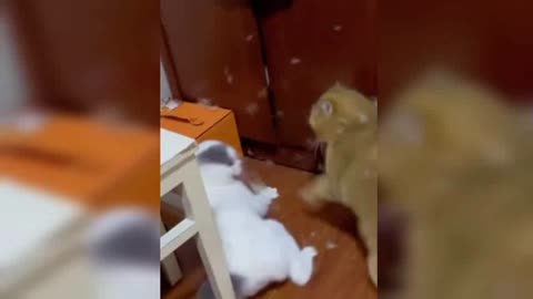 Funny Cats Fighting video 😁🤣