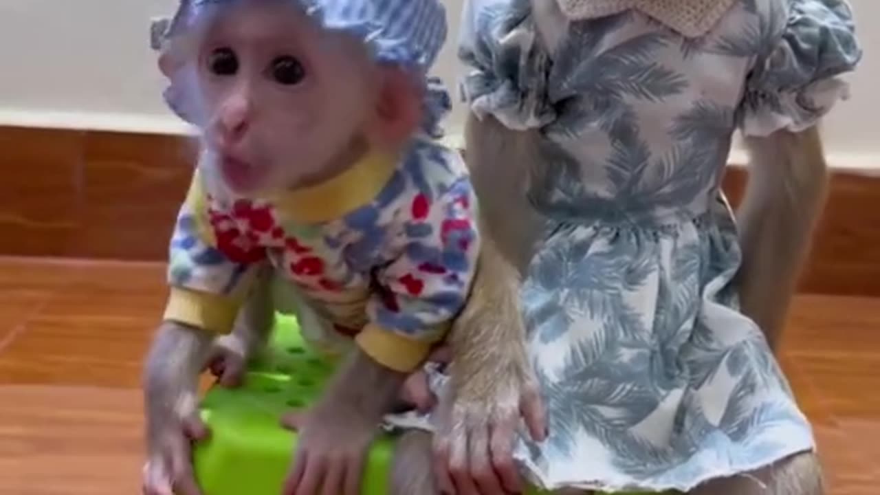 smart monkey