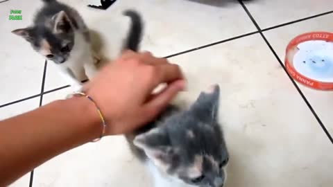 Cute cat sound 😄☺️