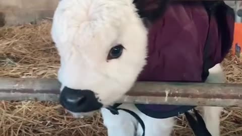 Baby sheep