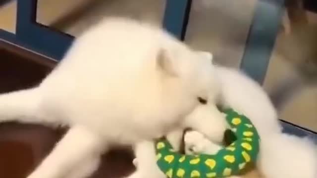 Funny Animal Videos #25