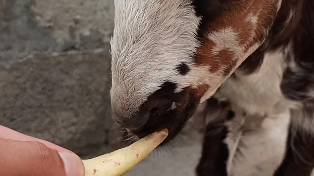 Why they not eating