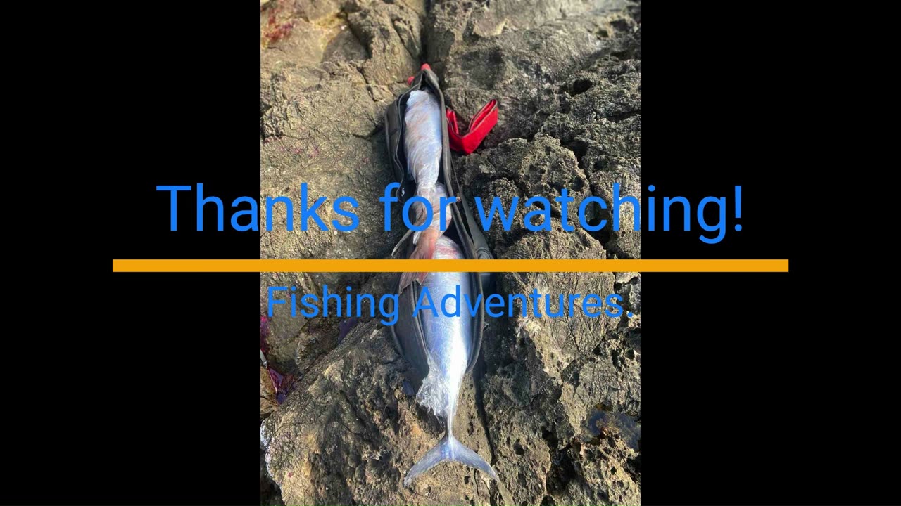 SPECTACULAR CATCH, MONSTER ALBACORE, BONITO AND GROUPER !