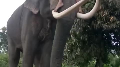 Forest elephant 🐘 animals video