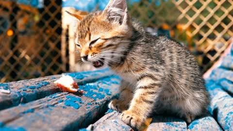 Cat videos || Cute cats || Cat lovers || Amazing pets || American Pet Lover