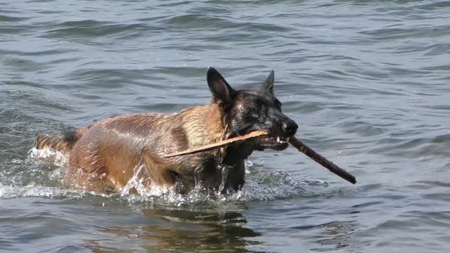 Funny dog in the Water