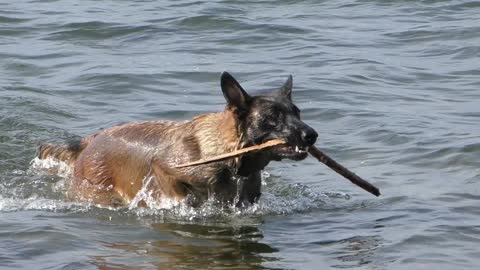 Funny dog in the Water