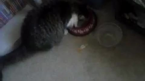 Missie playing in sink water and getting her food