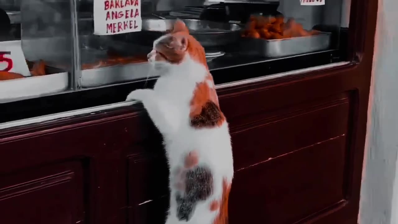 Funny cat