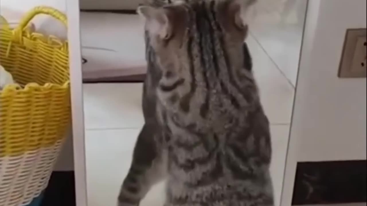 The cat was shocked