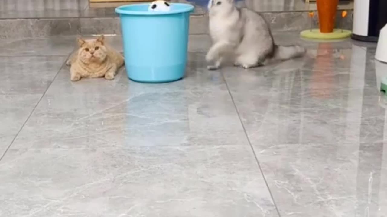 Funny cat play