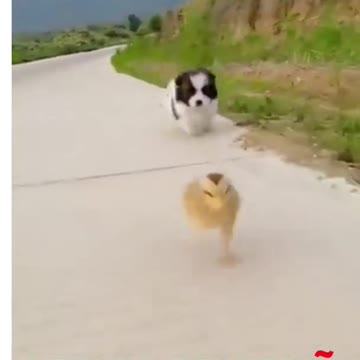 Little dog and little hen race