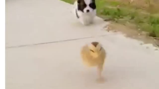 Little dog and little hen race