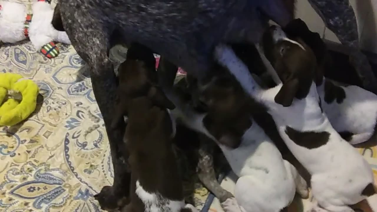 German Shorthaired Pointer Nursing 5 week old pups