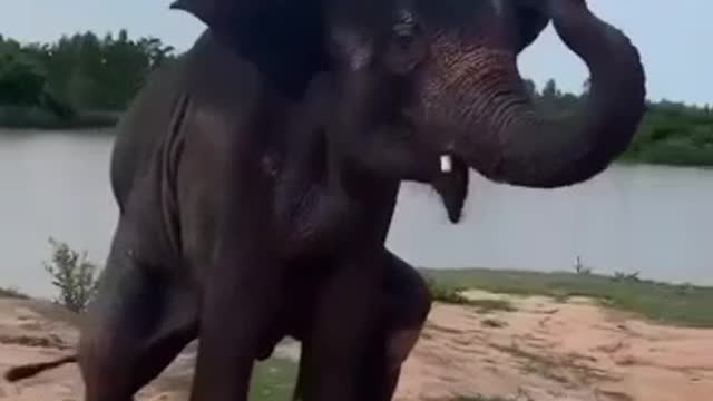 Funny Dancing Elephant, Very Cute Animal Video