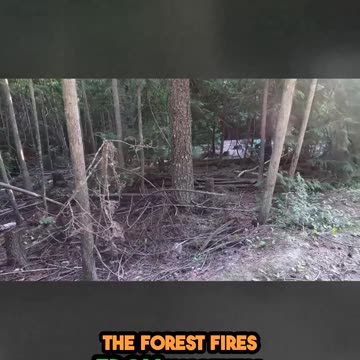 Thrilling Wilderness A Unique Journey to the Lakeside