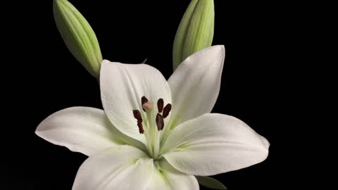 white lilies