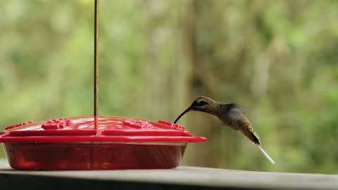 Oiseau mouche