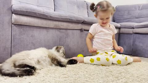 The Fluffy Cat is Shocked by How the Baby Plays with Balls.
