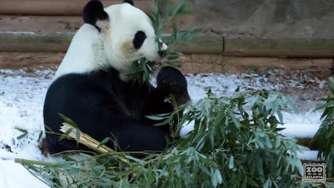 Panda Yang Yang Plays in Man-made Snow