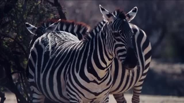 Experience the Striking Beauty of Zebras in Our New Video!