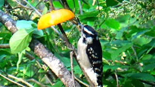 Woodpecker