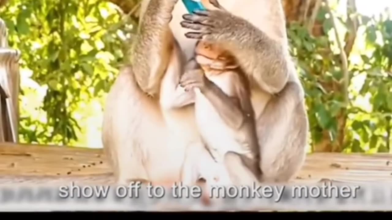 Monkey