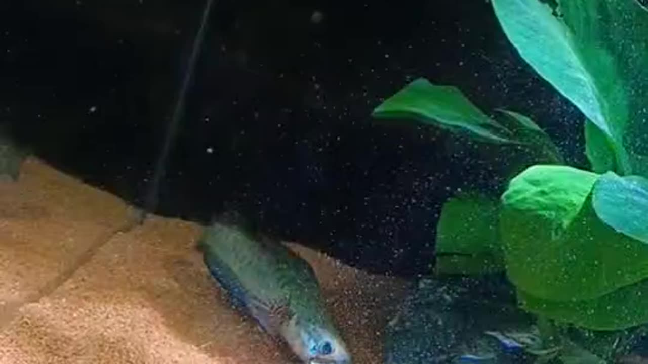 The little fish I raised had a fight yesterday.