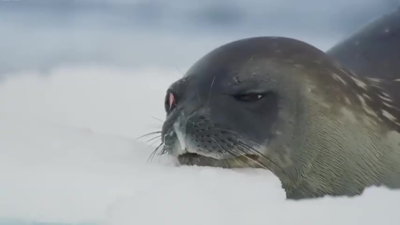 Title: "🌊🔥 Daring Escape: Seal Flees with Half Its Body Intact! Unbelievable Wildlife Getaway! 😱🦭"