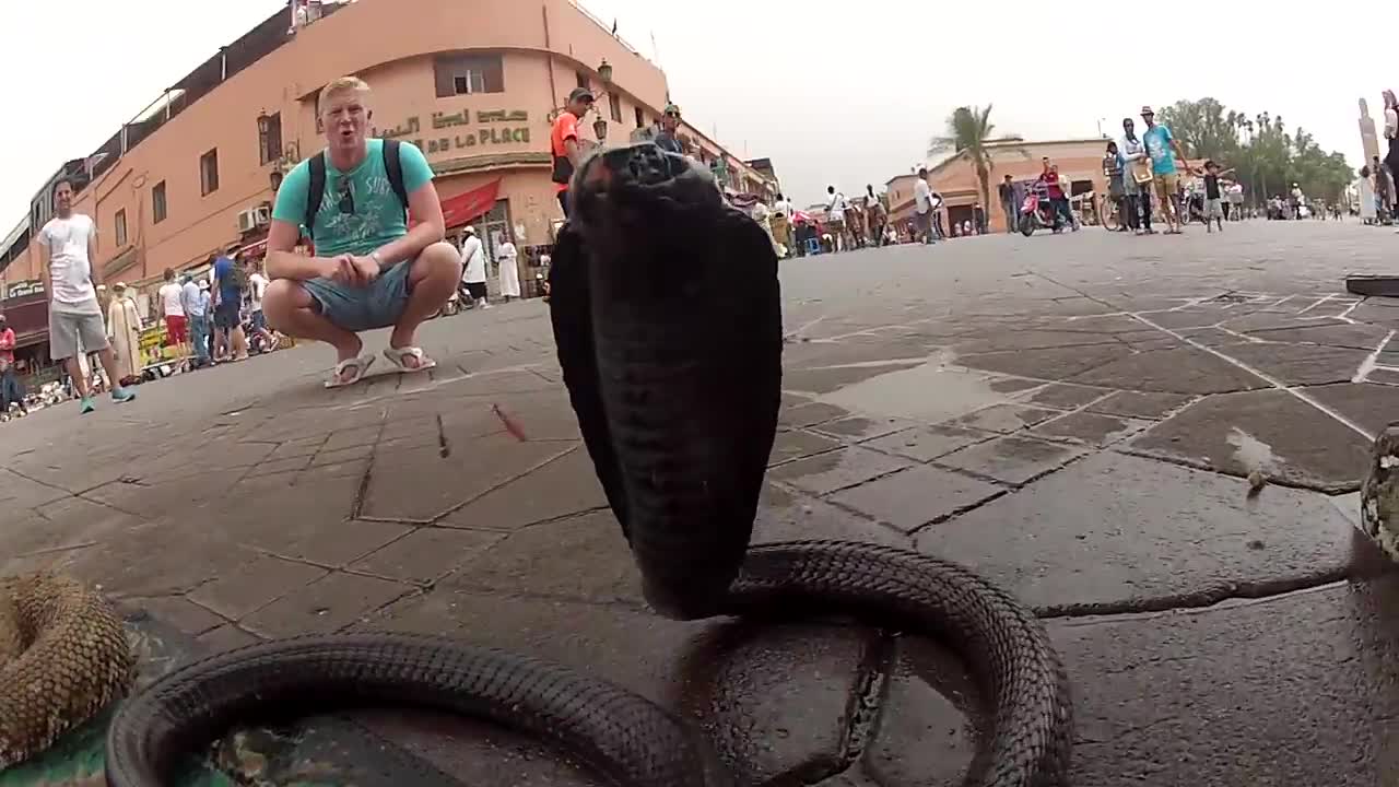 Gopro Hero Vs Cobra Attack In Marrakesh Market