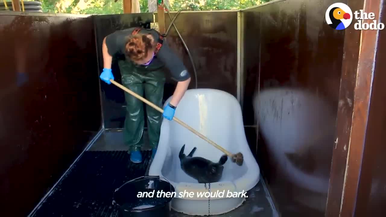 Orphaned Baby Seal Barks At Anyone Who Tries To Clean Her Bathtub | The Dodo Saving The Wild