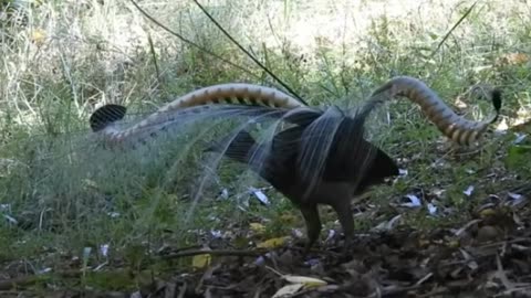 Male Lyrebird performing