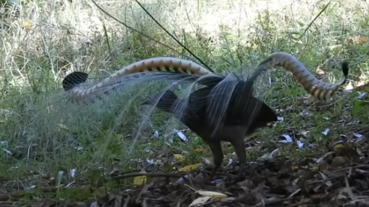 Male Lyrebird performing