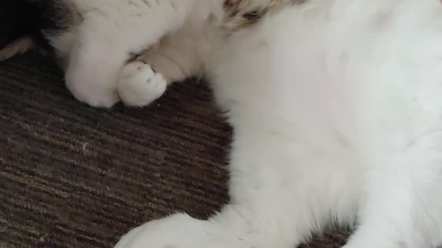 고양이는 자는중