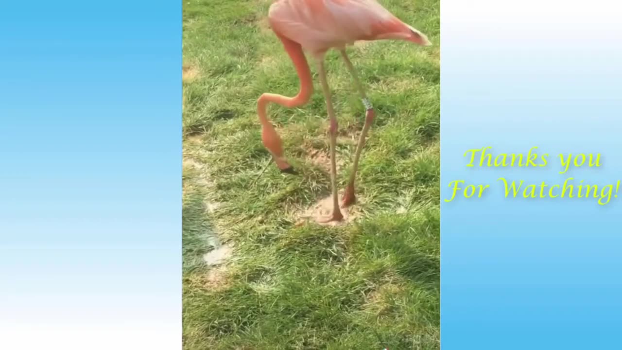 Funny Animal Videos PT. !