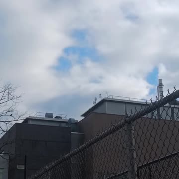 Flock of blackbirds.