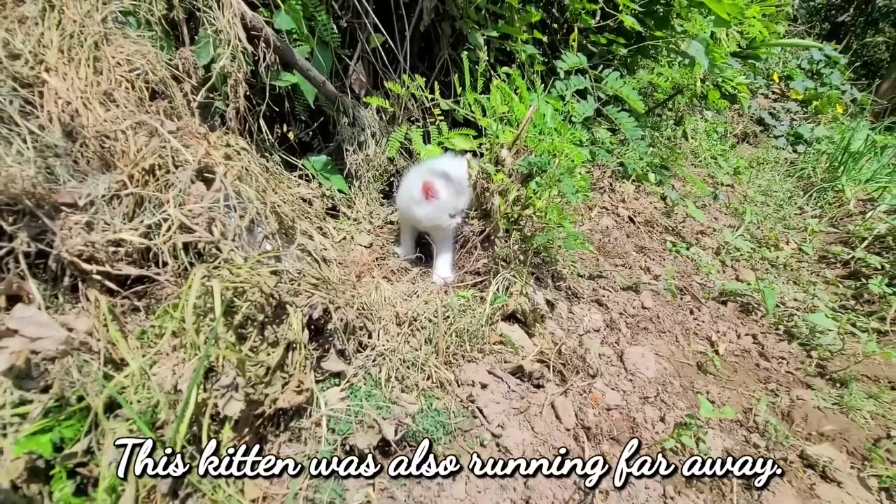 Homeless kittens crying out loud for Mother cat