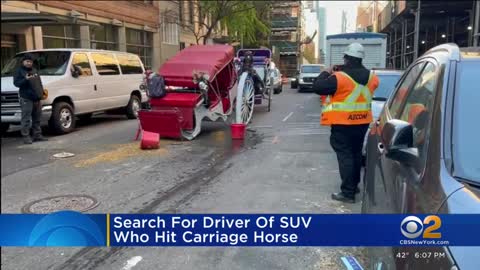 Police search for driver of SUV who hit carriage horse