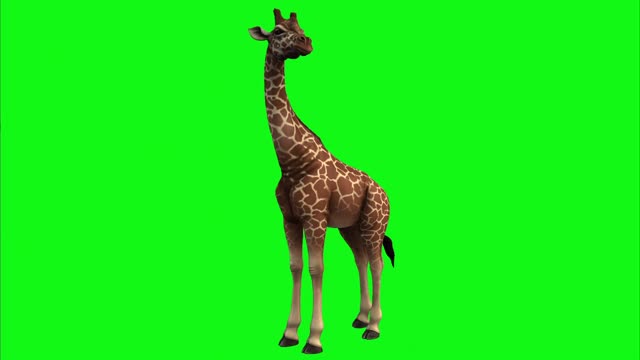 Giraffe spinning on green background