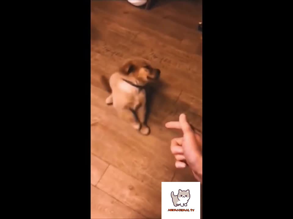 Yes.. Im die 🐶 . Funny dog compilation 2021