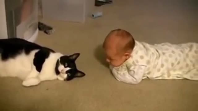 Cats and Babies getting to know each other