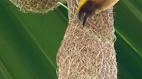 Nature's Tailors Birds and Their Incredible Nest-Making Skills