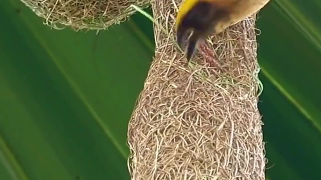 Nature's Tailors Birds and Their Incredible Nest-Making Skills